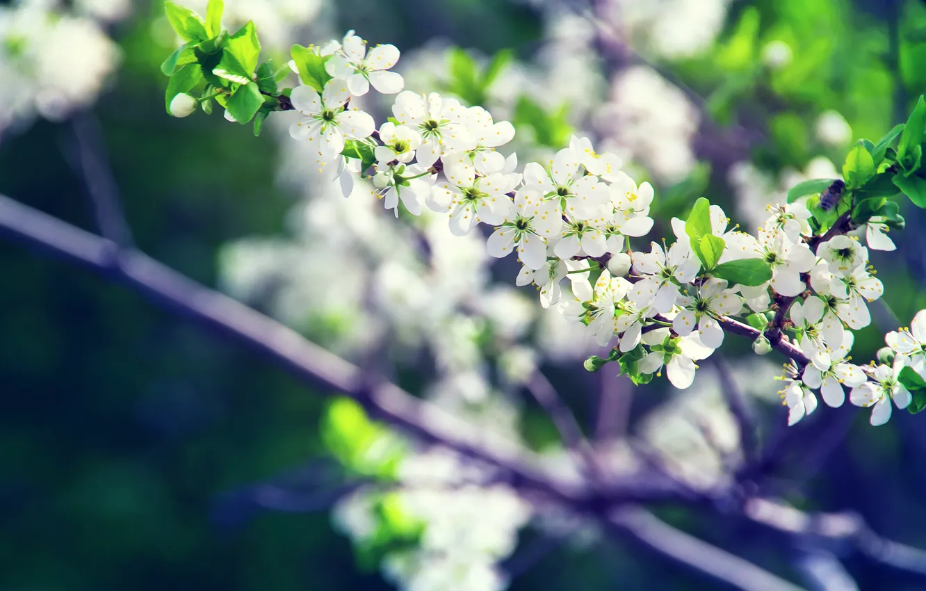 Photo wallpaper tree, branch, spring, flowering, flowers