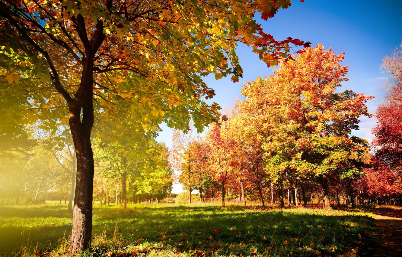 Photo wallpaper autumn, leaves, trees, track, falling, Autumn trees