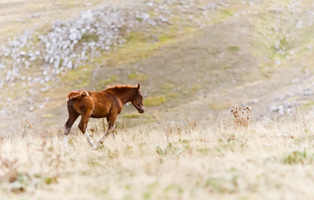 Photo wallpaper field, nature, horse