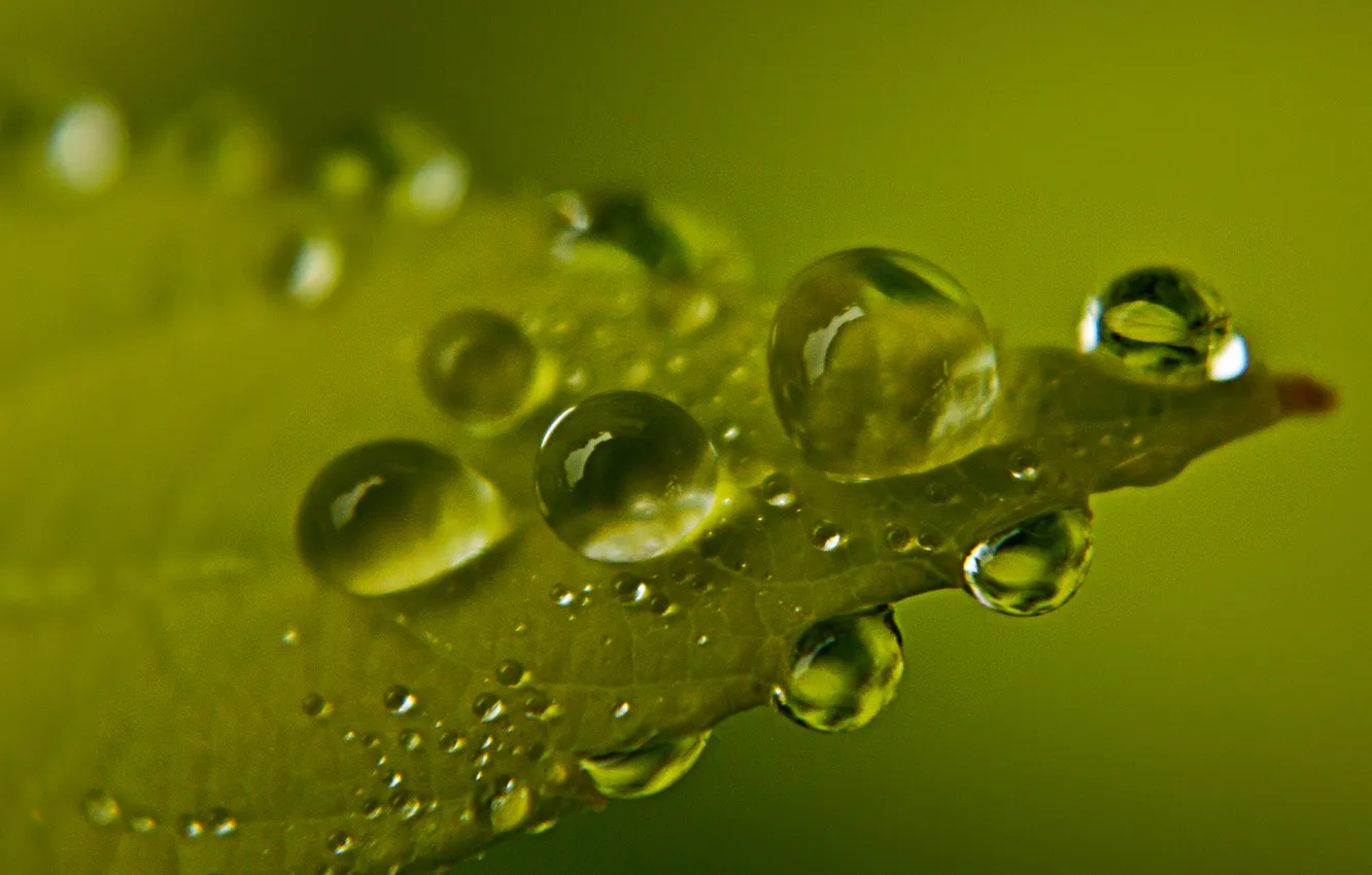 Photo wallpaper leaves, drops, macro