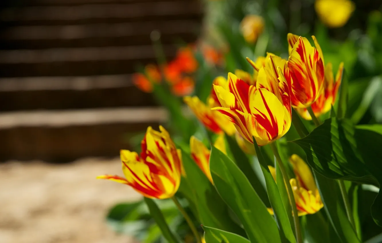 Photo wallpaper color, macro, flowers, nature, bright, tulips, flowerbed