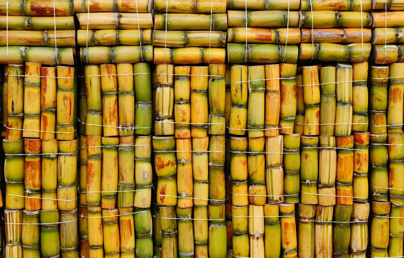 Photo wallpaper colors, wood, bamboo