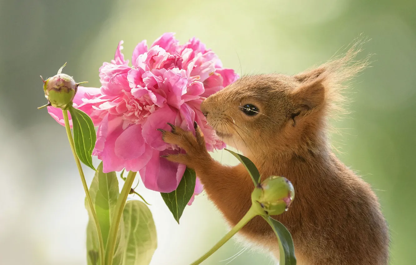 Photo wallpaper flowers, pose, portrait, protein, pink, face, buds, aroma