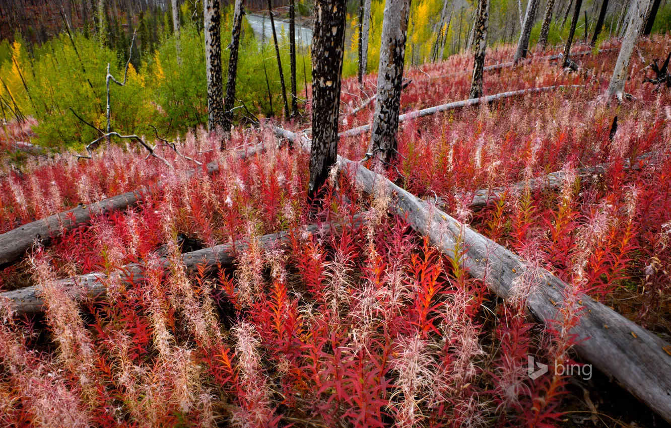 Photo wallpaper forest, grass, trees, river, Canada, British Columbia, Ivan-tea