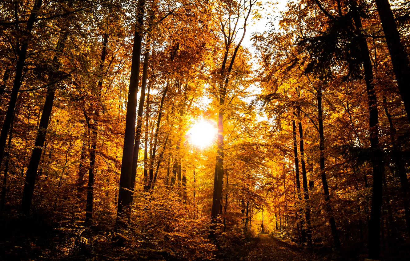 Photo wallpaper forest, trees, sunset, autumn, leaves, sun, dusk, path