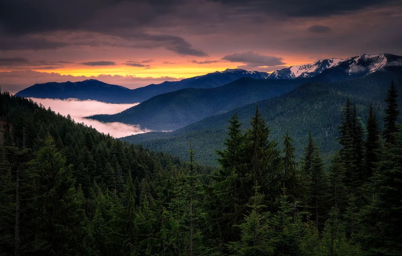 Photo wallpaper forest, sunset, mountains, fog, the evening, ate, slope