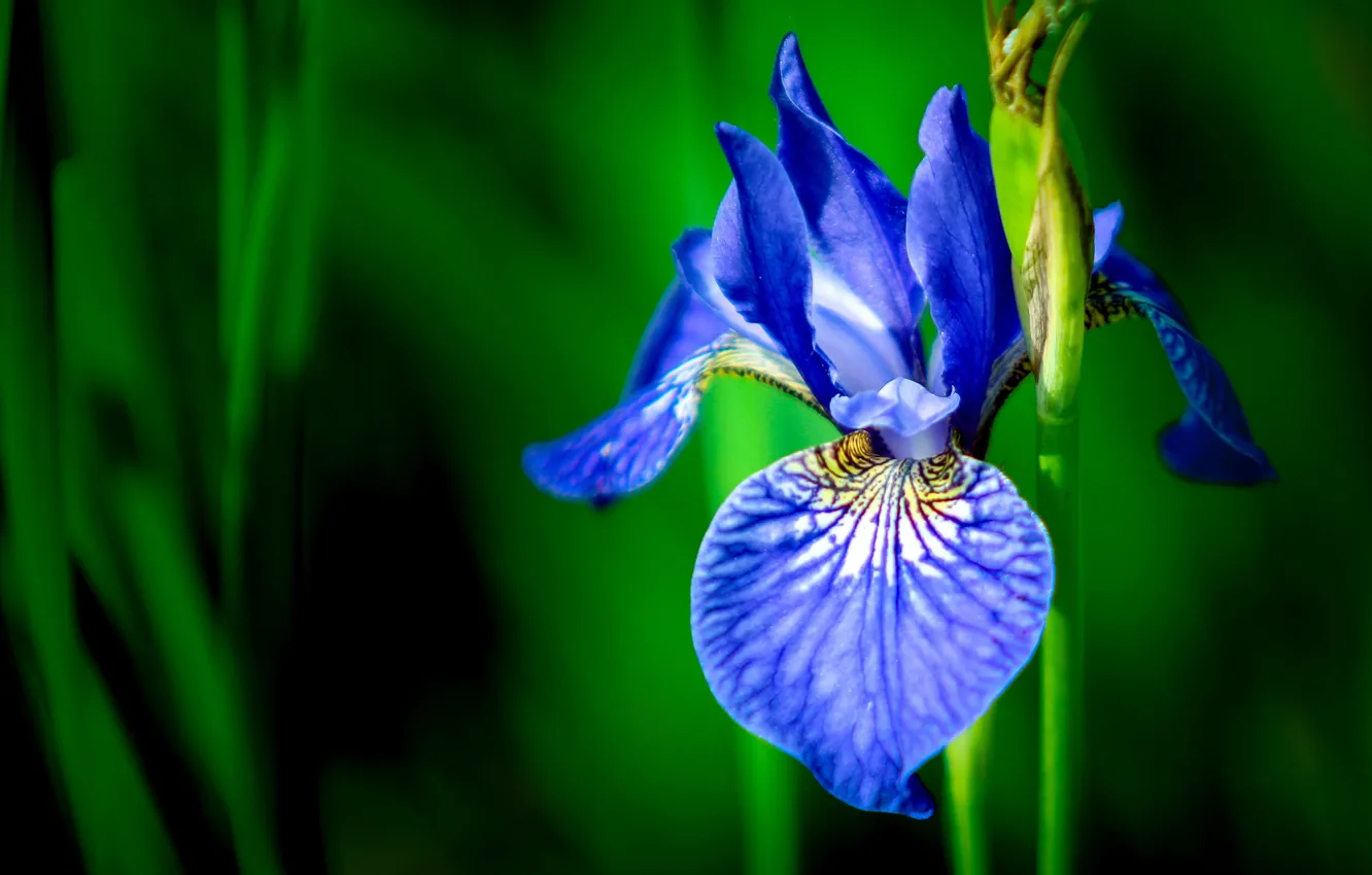 Photo wallpaper macro, petals, stem, bokeh, iris, iris