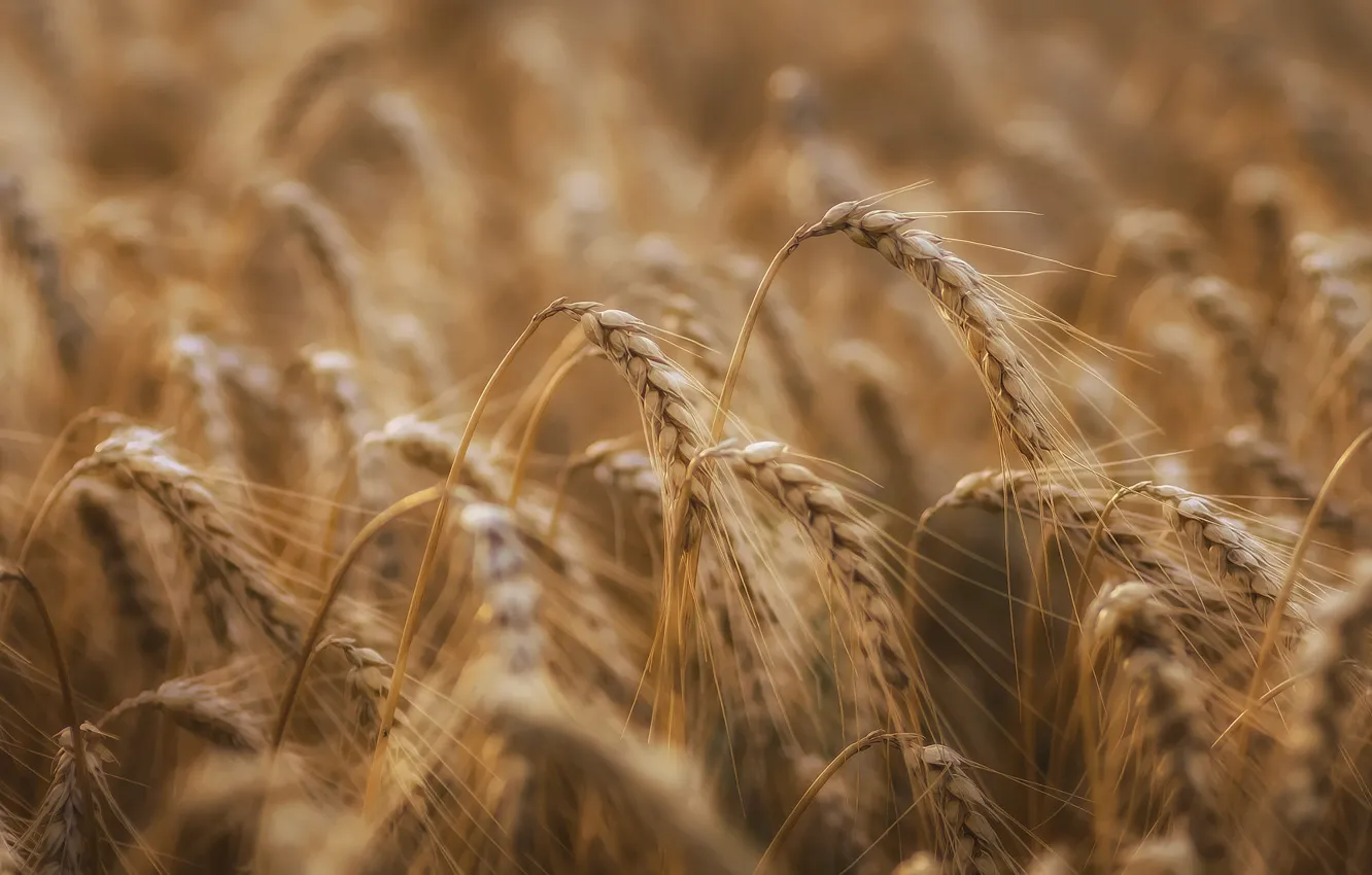 Photo wallpaper field, macro, nature, rye, spikelets, ears, cereals, bokeh