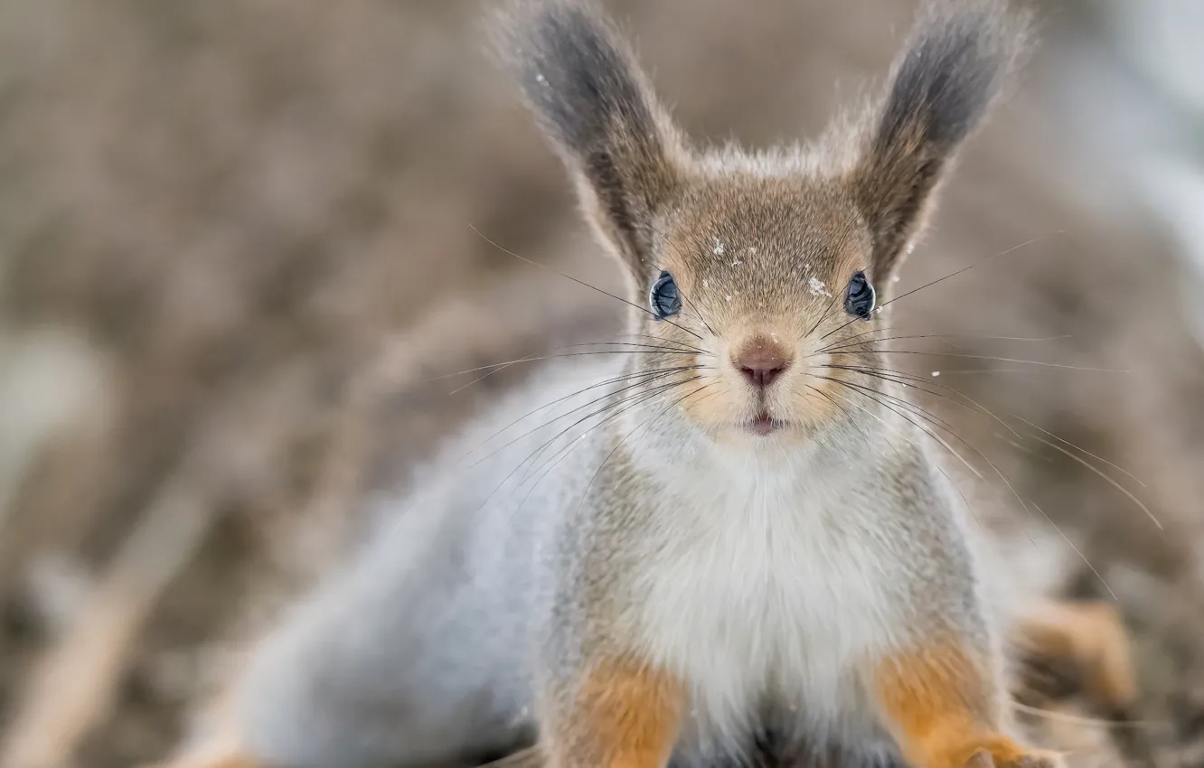 Photo wallpaper protein, face, ears, Konstantin Dam