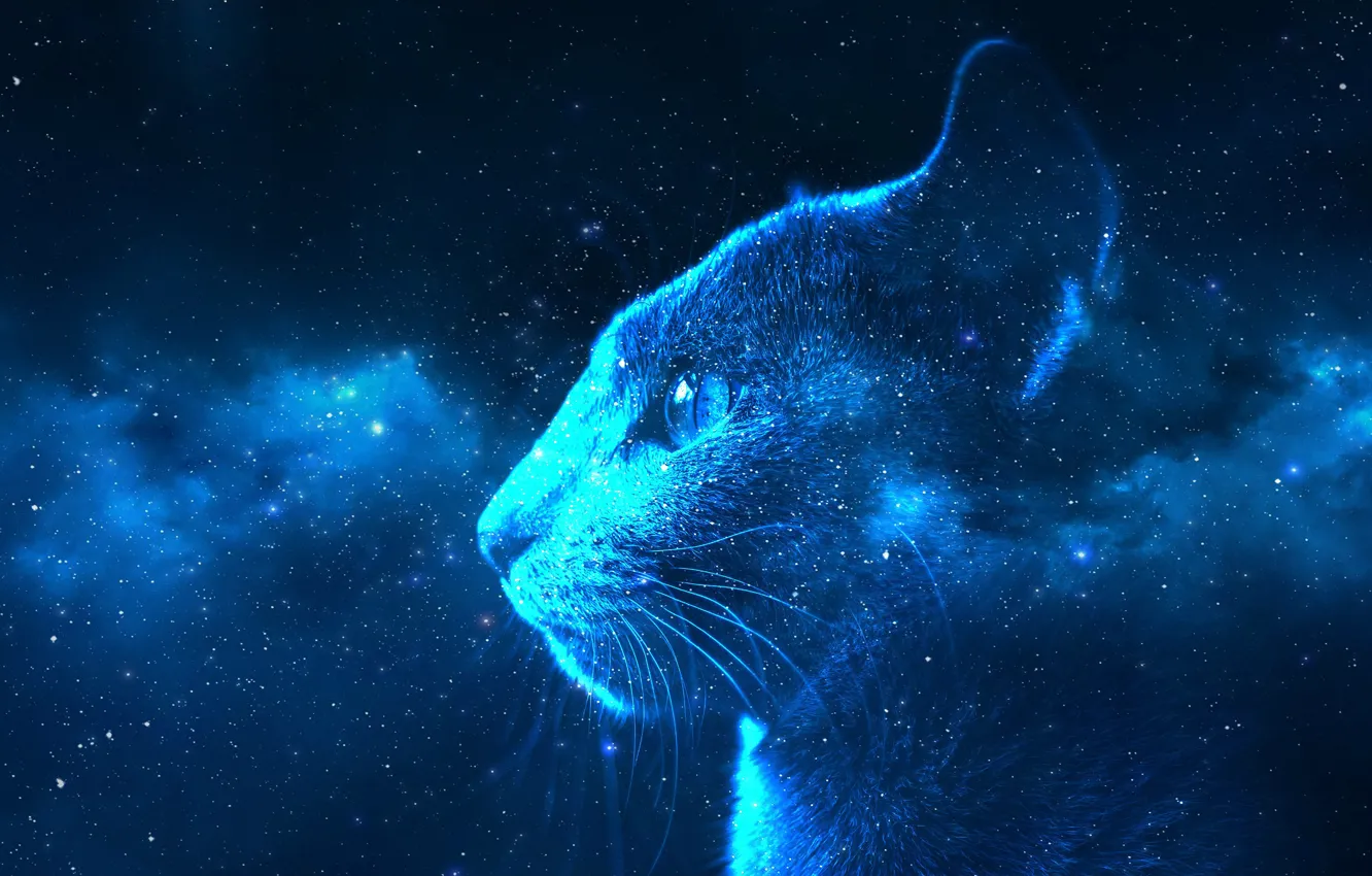 Photo wallpaper cat, the sky, cat, look, face, space, stars, light