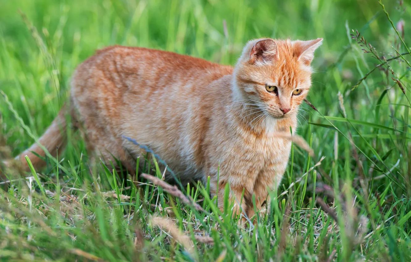 Photo wallpaper greens, cat, summer, grass, look, red, walk, kitty