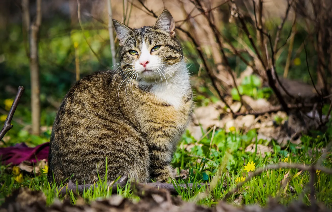 Photo wallpaper cat, look, spring