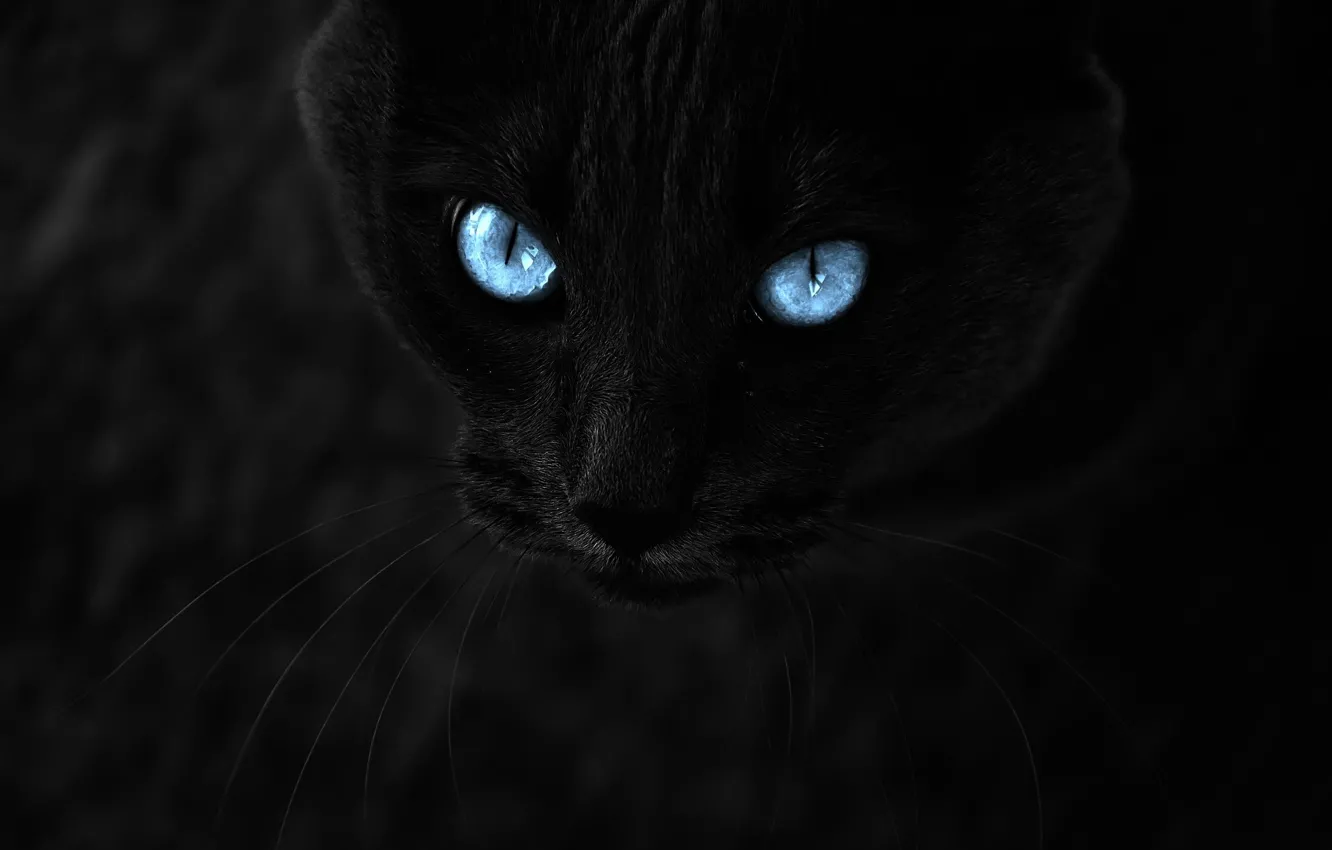 Photo wallpaper cat, look, black