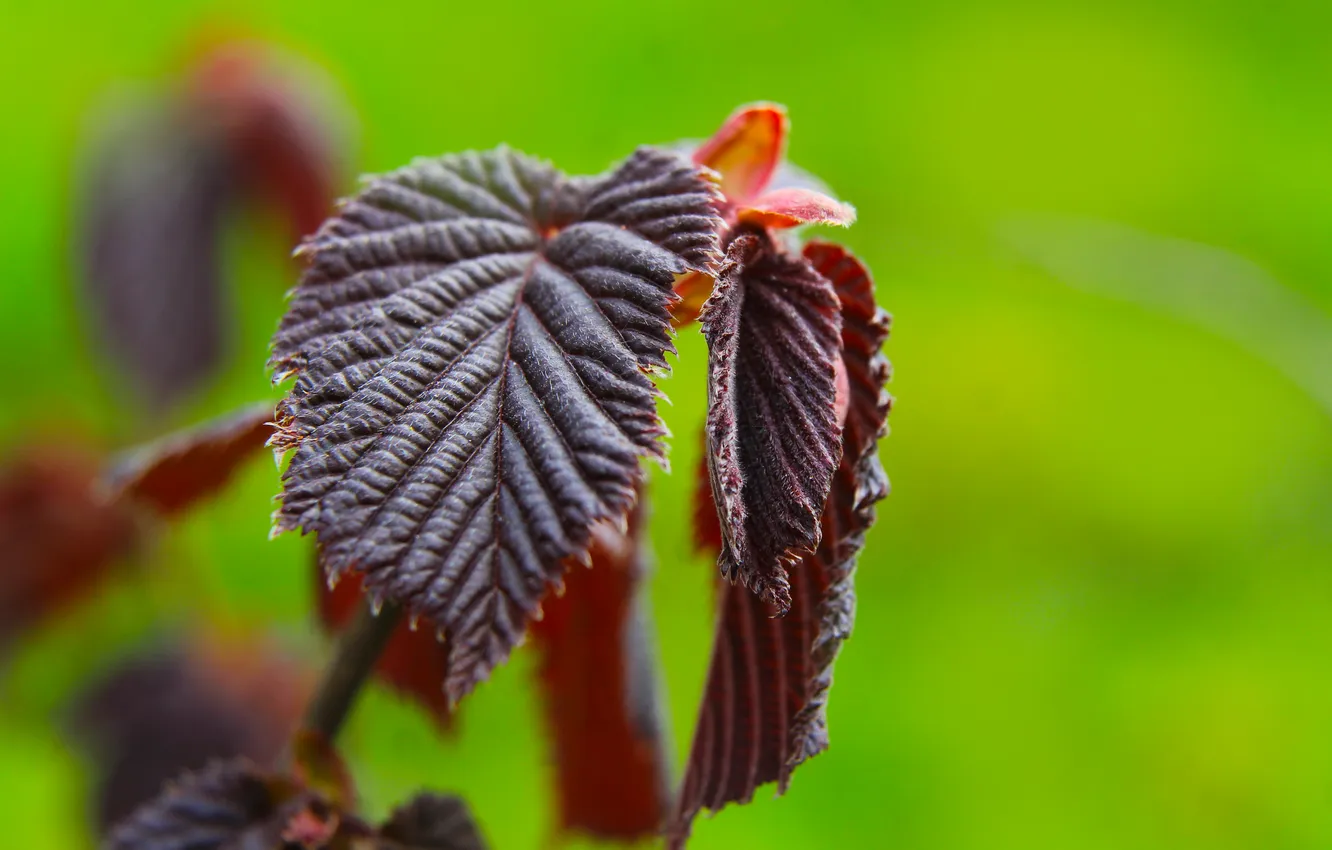Photo wallpaper spring, leaf, twig