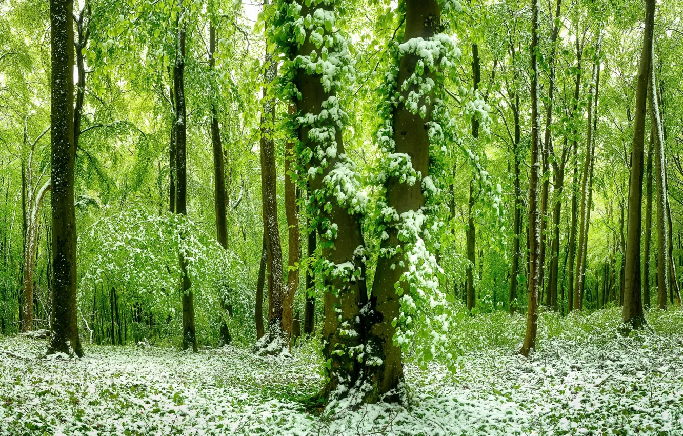 Photo wallpaper forest, snow, spring