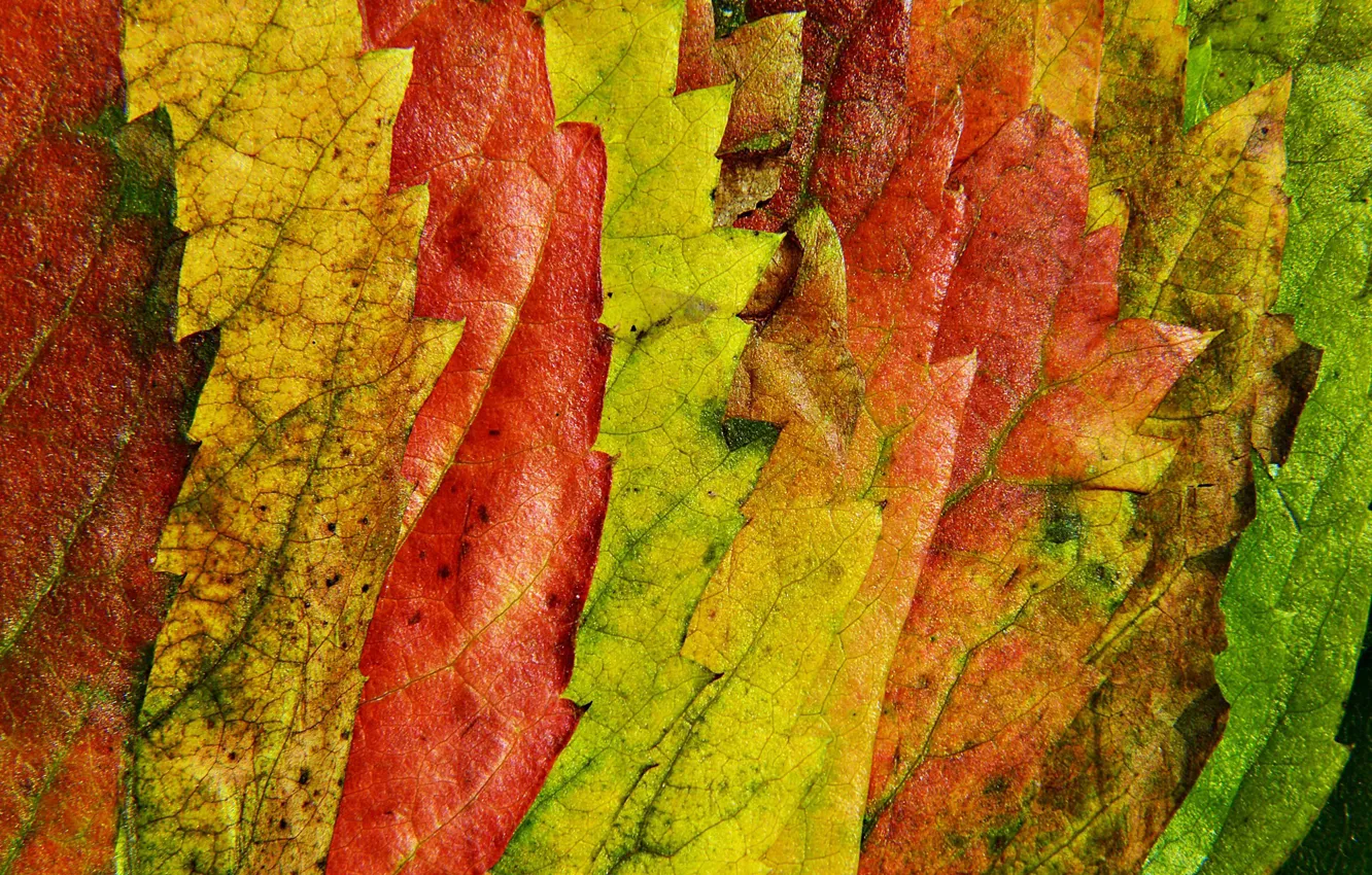 Photo wallpaper autumn, leaves, macro, nature