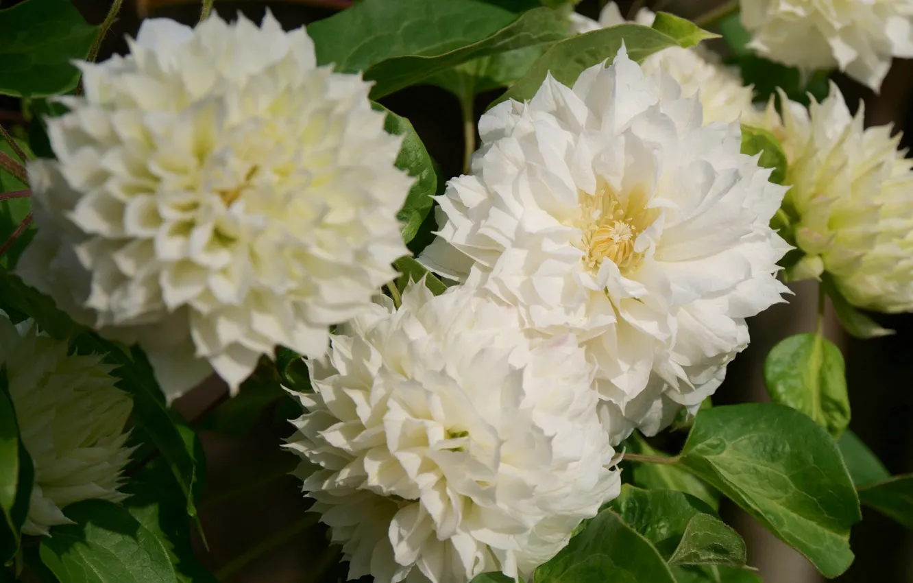 Photo wallpaper white, macro, clematis