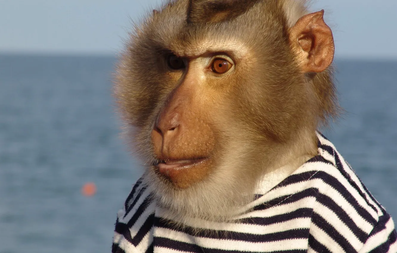 Photo wallpaper monkey, sailor, brodaty, telnyashka