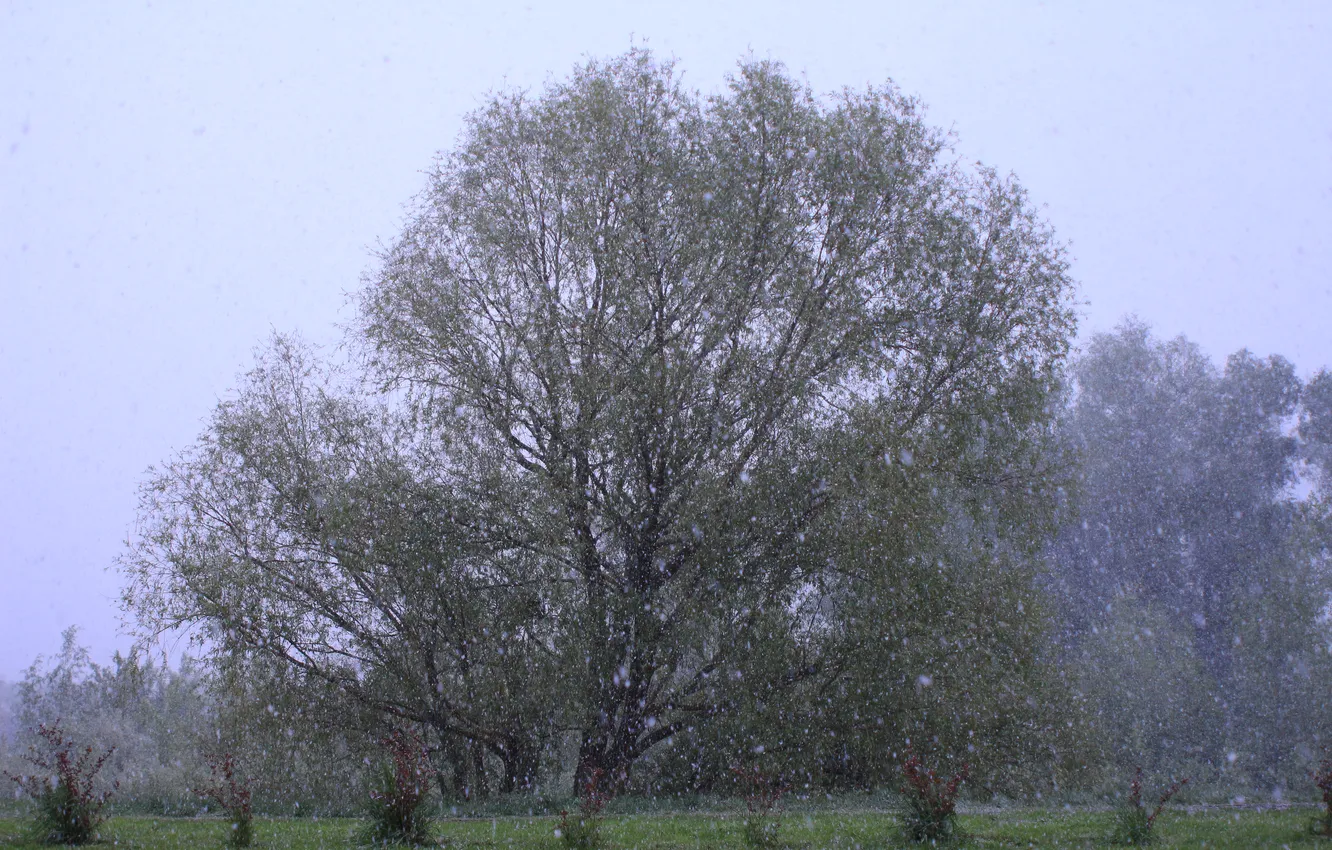 Photo wallpaper the sky, snow, trees, spring, the evening, Blizzard, Stan