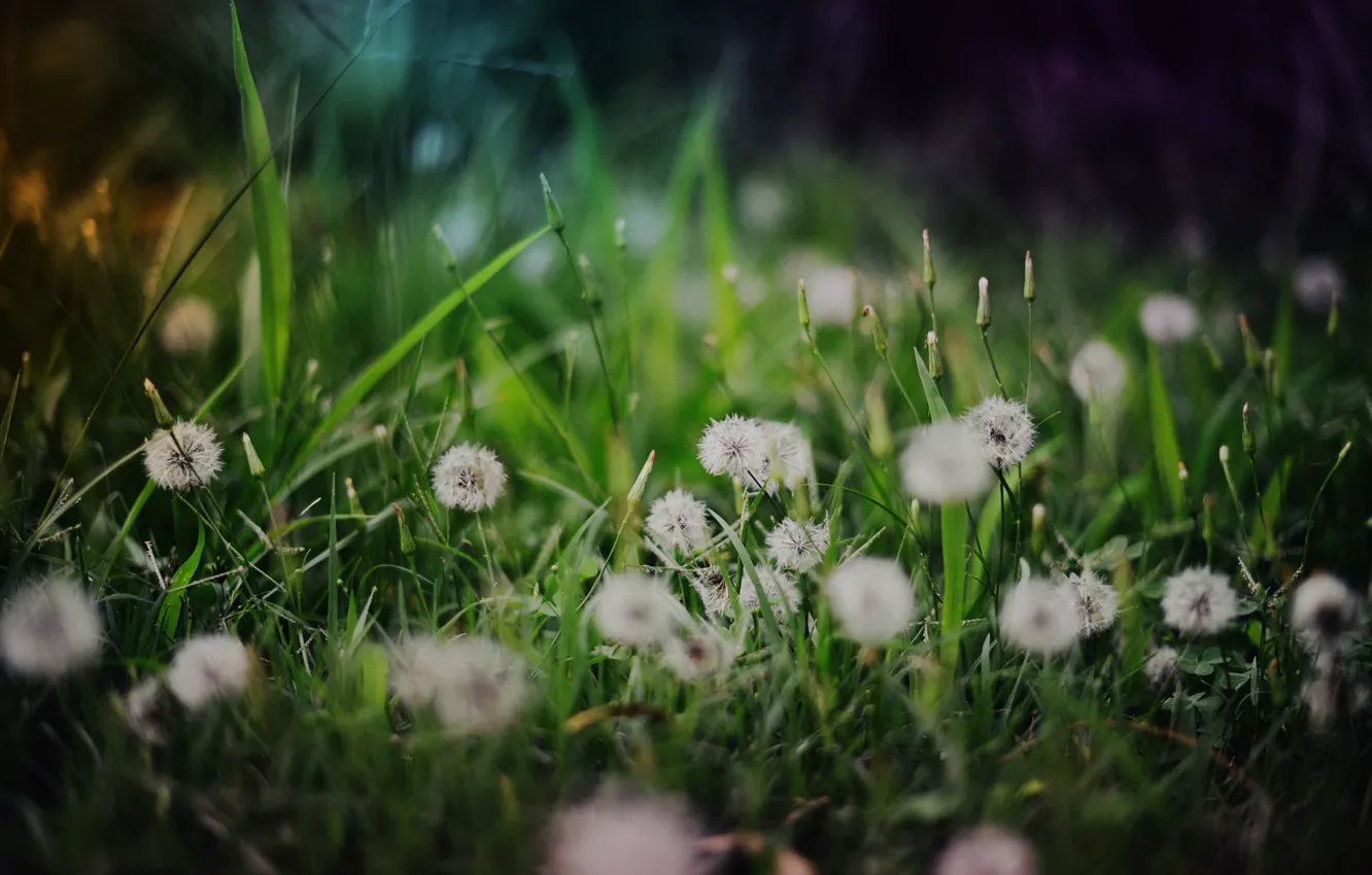 Photo wallpaper grass, dandelions, green