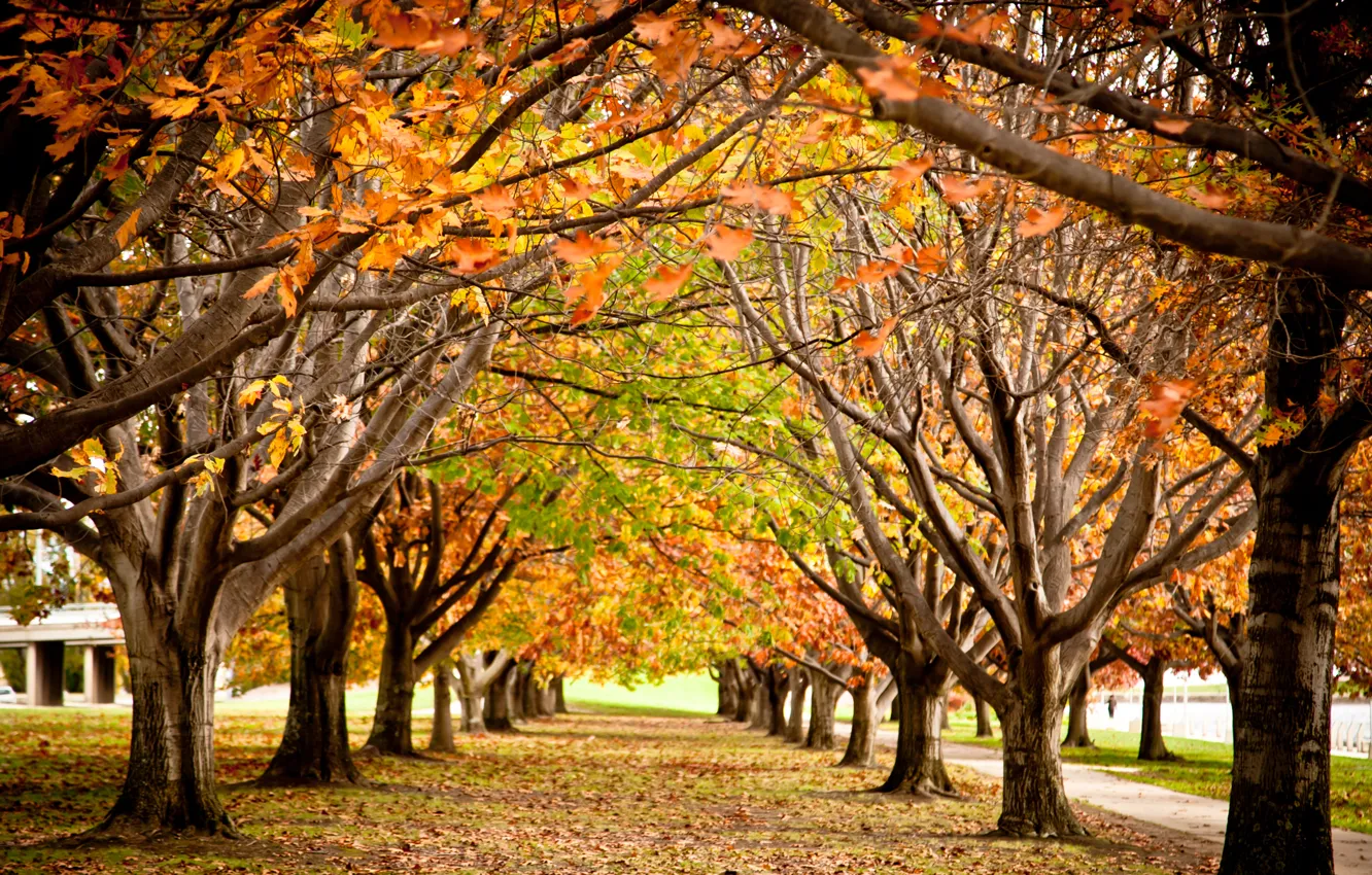 Photo wallpaper autumn, trees, Park, branch, paint, foliage, alley, cool