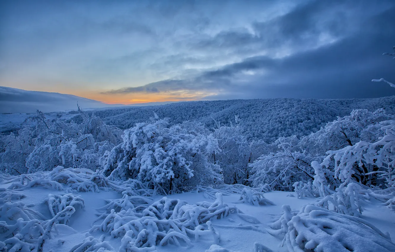 Photo wallpaper winter, the sky, snow, trees, the evening, horizon, space, the beauty of nature