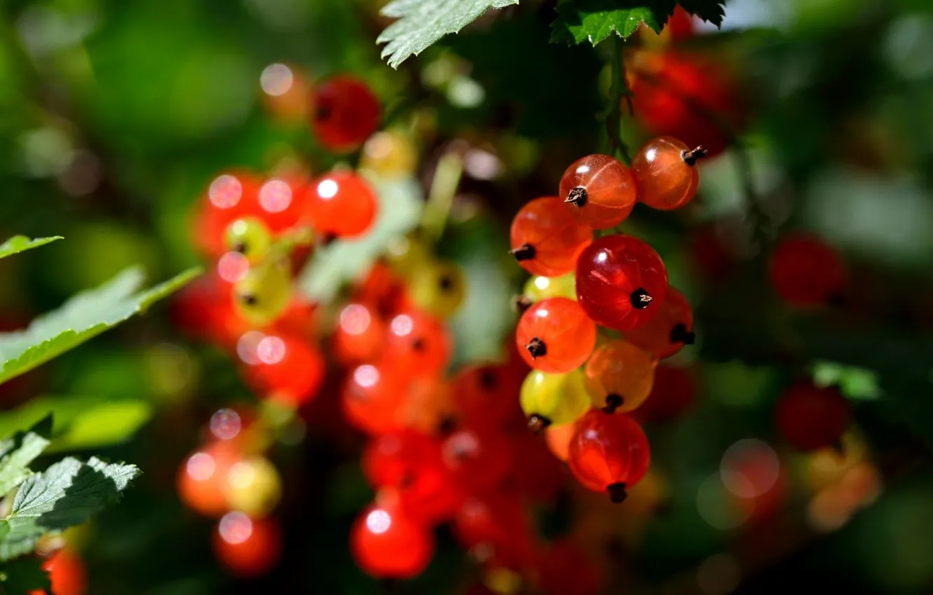 Photo wallpaper nature, berries, berry, nature, currants, currant