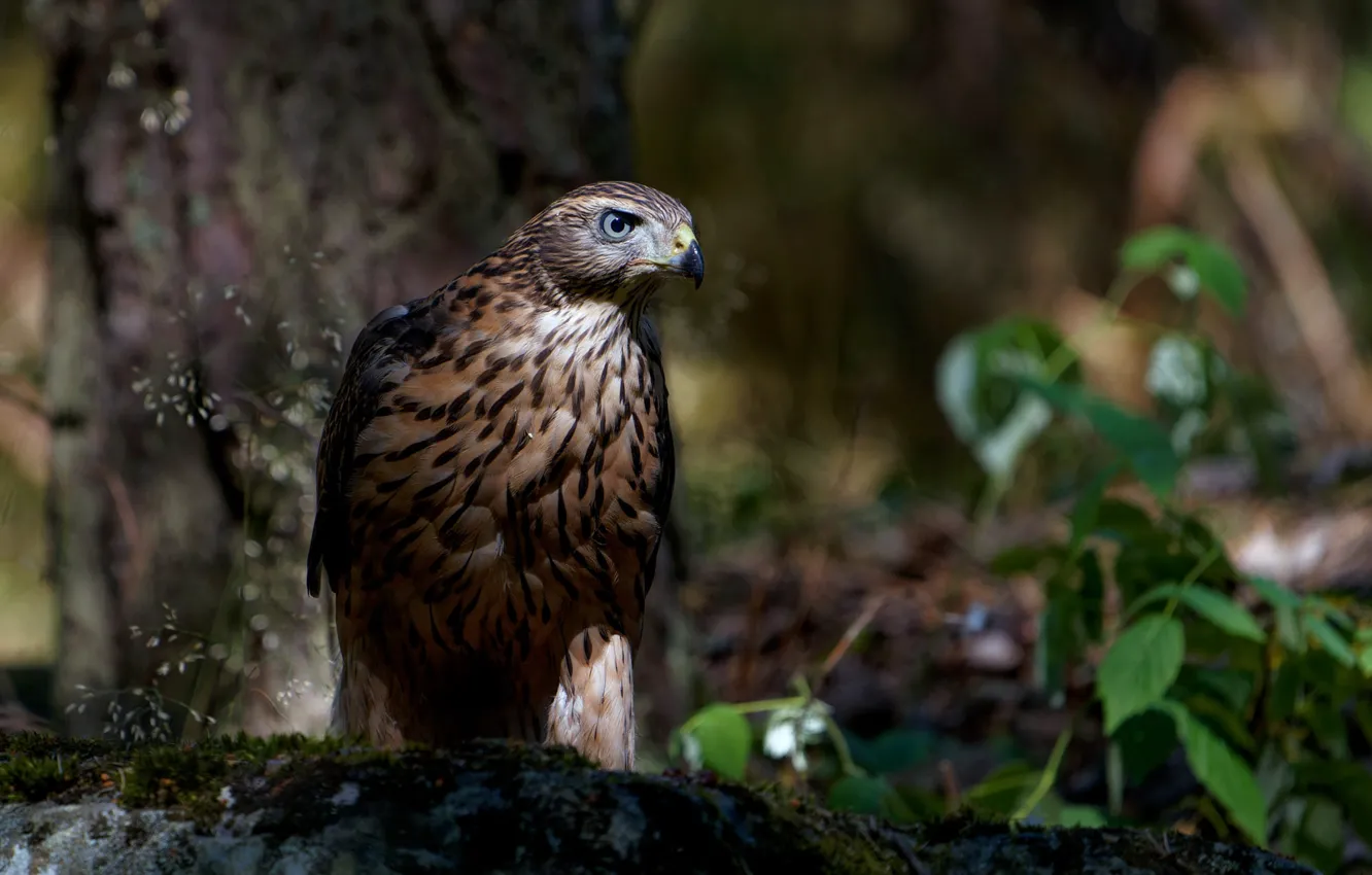 Photo wallpaper summer, look, leaves, light, trees, bird, log, twilight