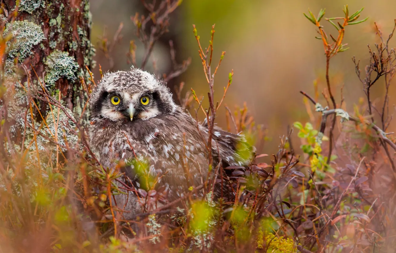 Photo wallpaper trees, branches, nature, owl, bird, moss, bokeh