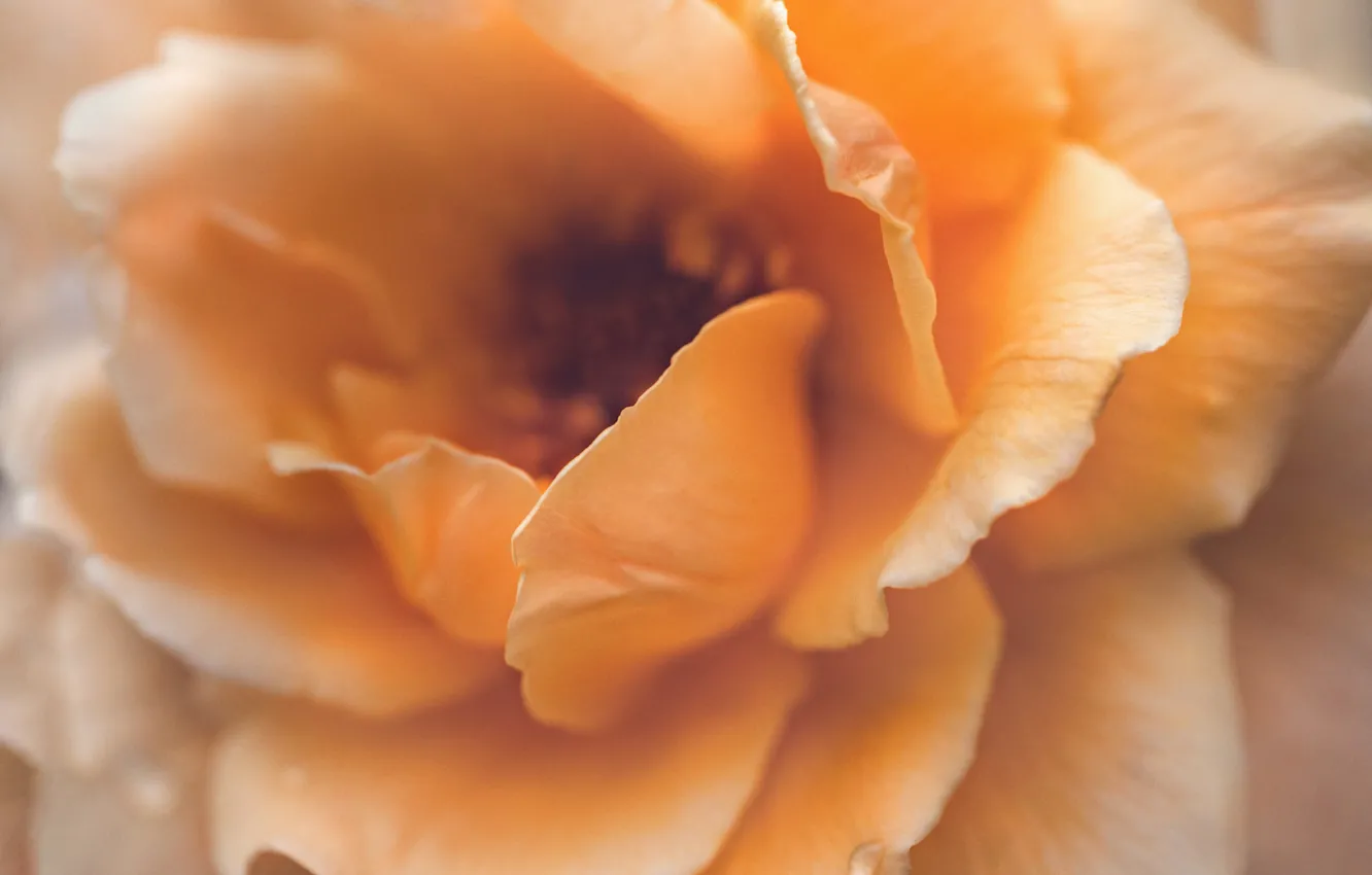 Photo wallpaper macro, yellow, roses