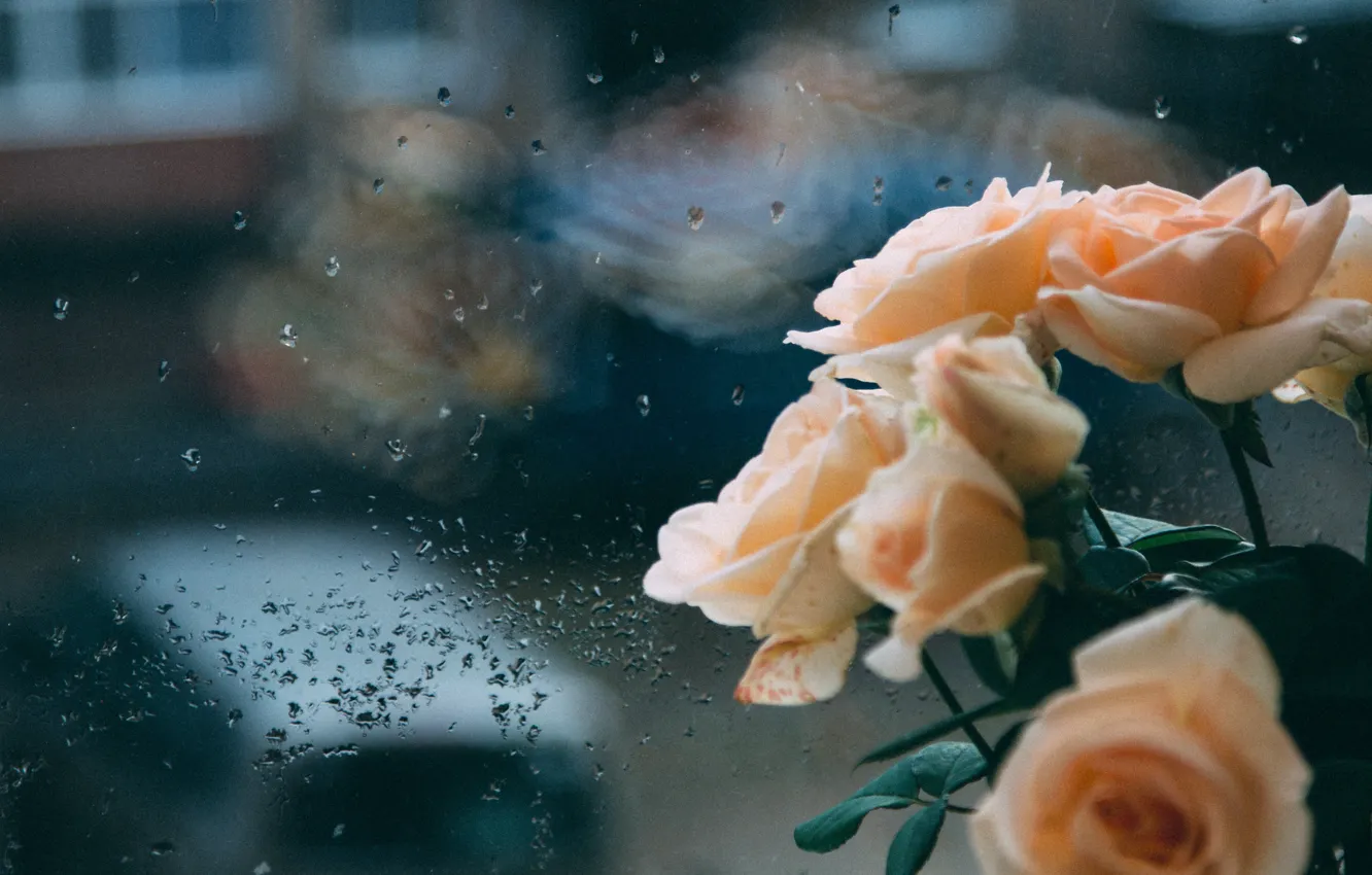 Photo wallpaper sadness, autumn, reverie, reflection, rain, overcast, sadness, roses