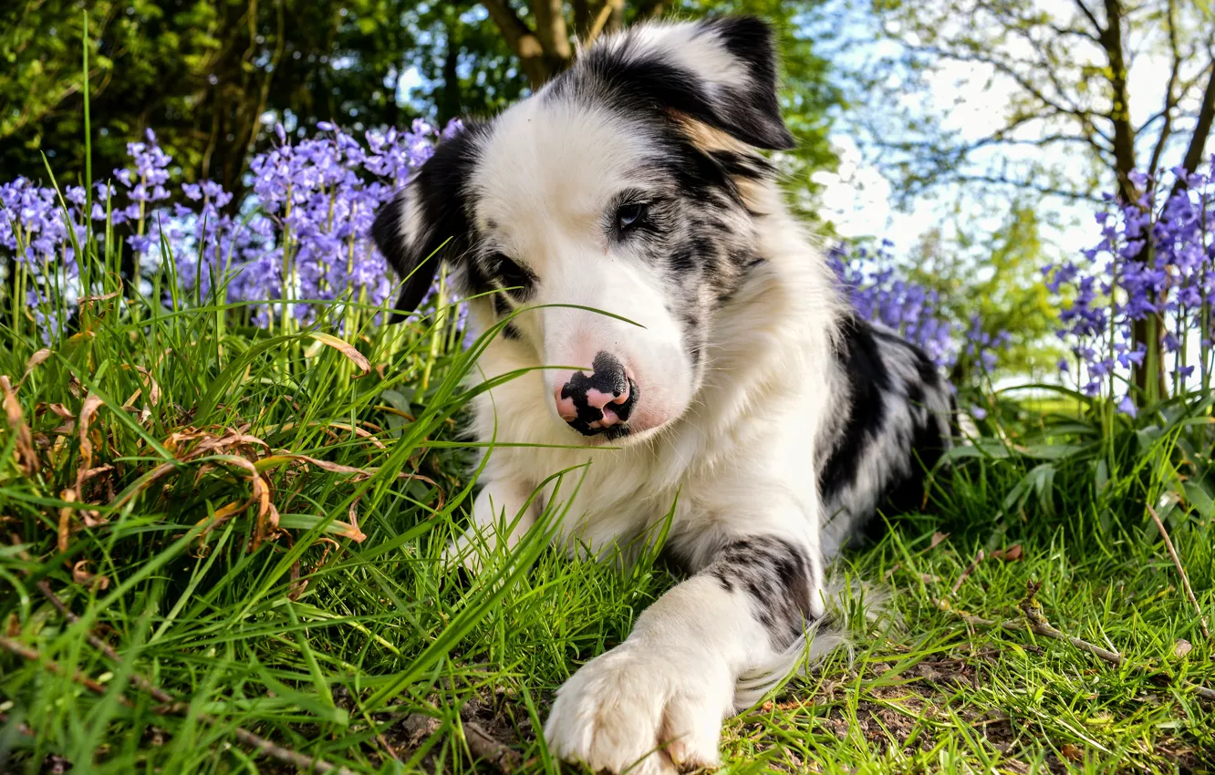 Photo wallpaper summer, grass, look, face, flowers, pose, paw, dog