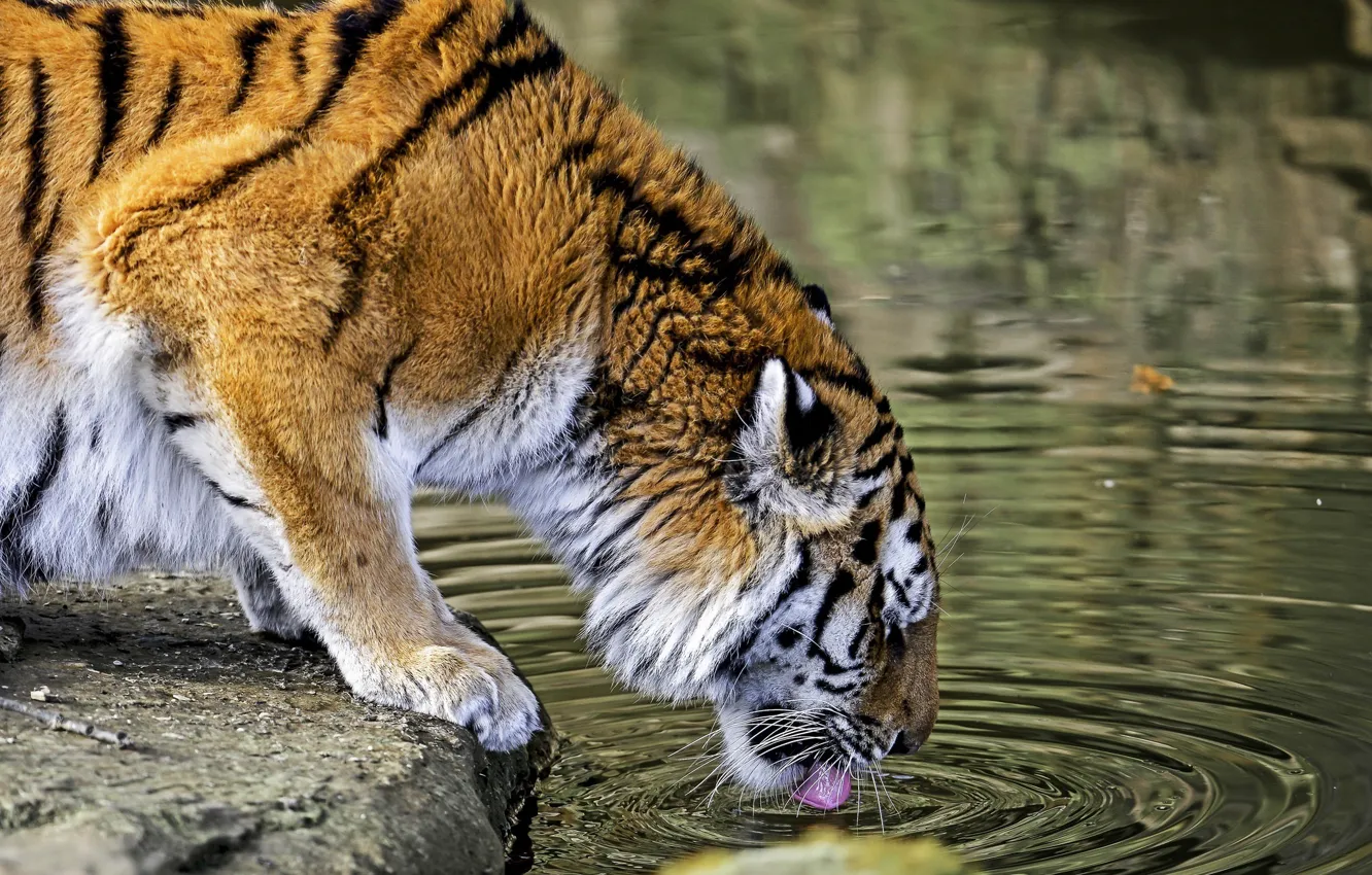 Photo wallpaper tiger, predator, drink, wild cat