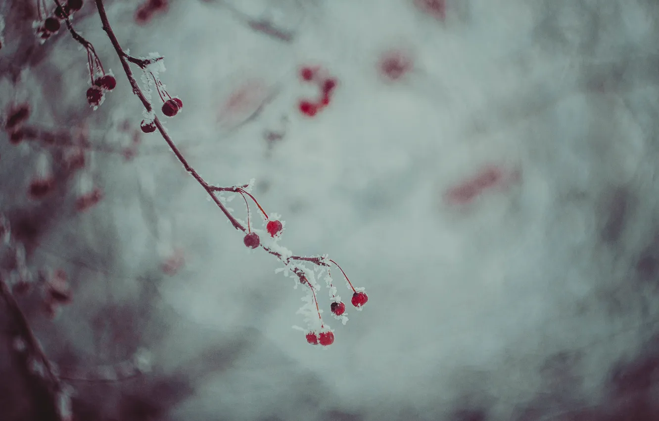 Photo wallpaper winter, snow, berries