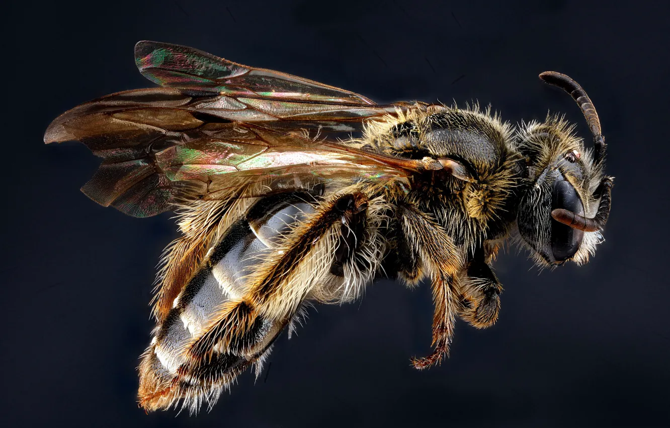 Photo wallpaper bee, insect, andrena fragilis