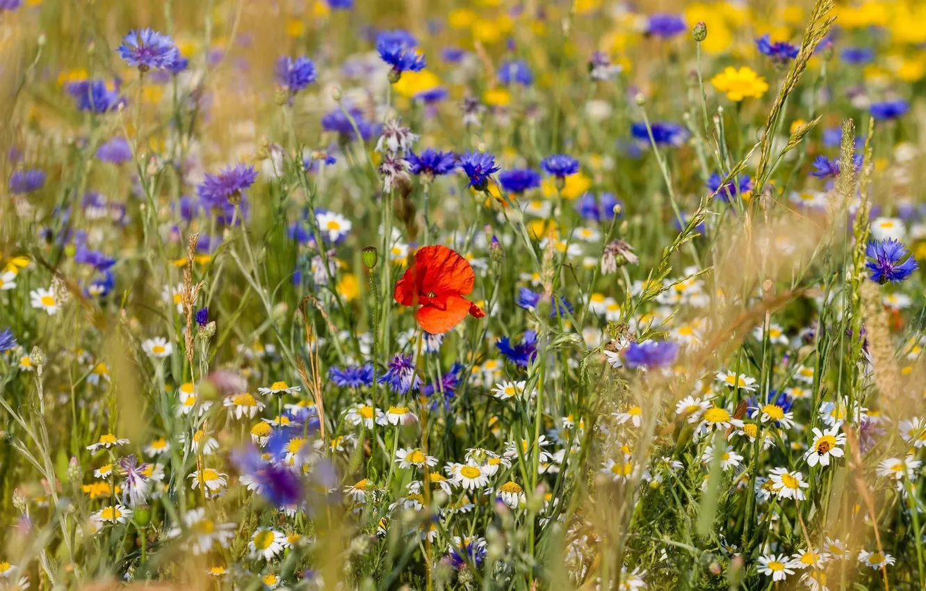 Photo wallpaper flowers, Maki, chamomile, spikelets, field, meadow