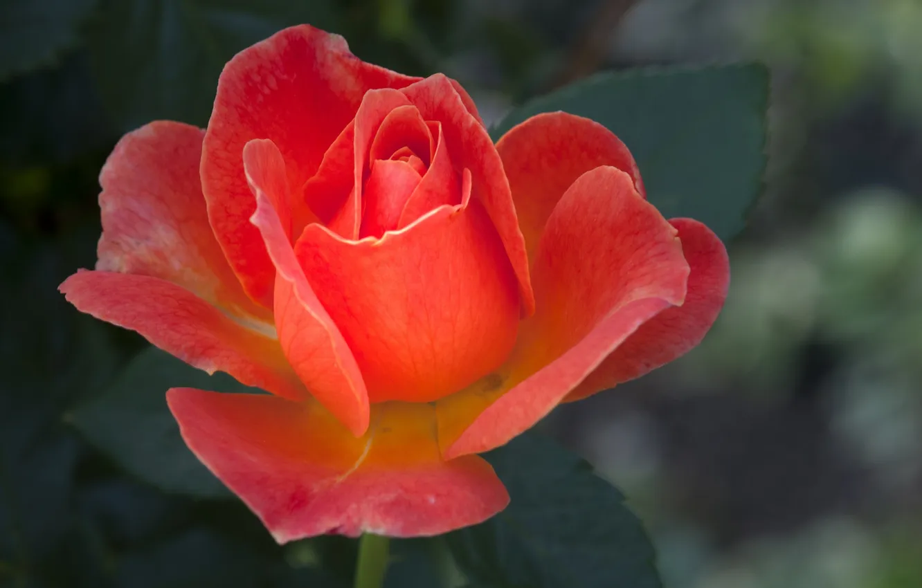 Photo wallpaper macro, roses, petals, buds