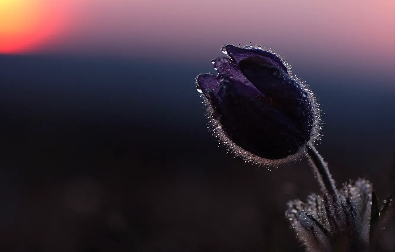 Photo wallpaper drops, macro, sunset, buds, sleep-grass, cross