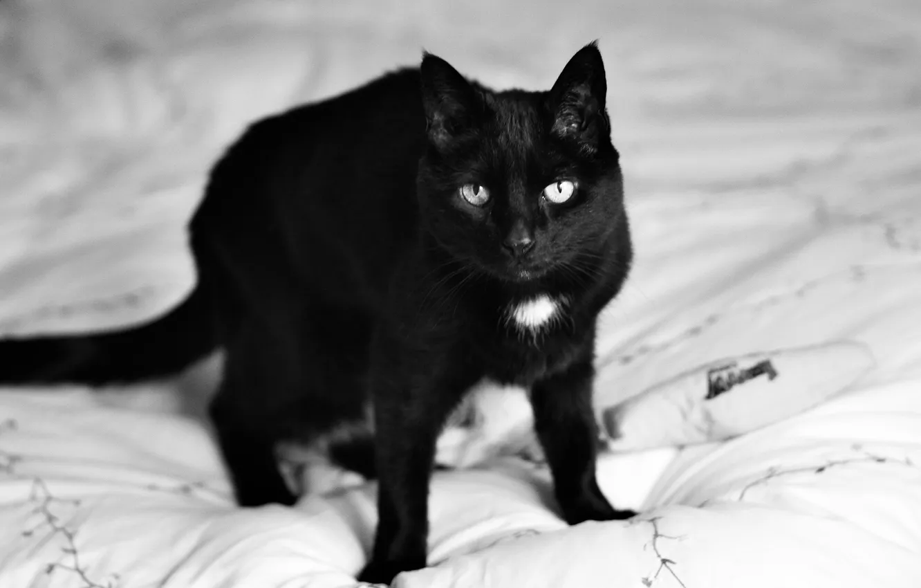 Photo wallpaper cat, cat, black cat, black and white photo