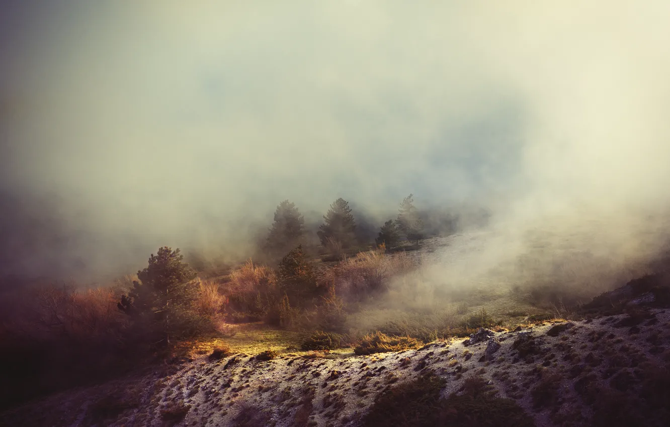 Photo wallpaper trees, fog, hill, haze, trees, fog, hill, shroud