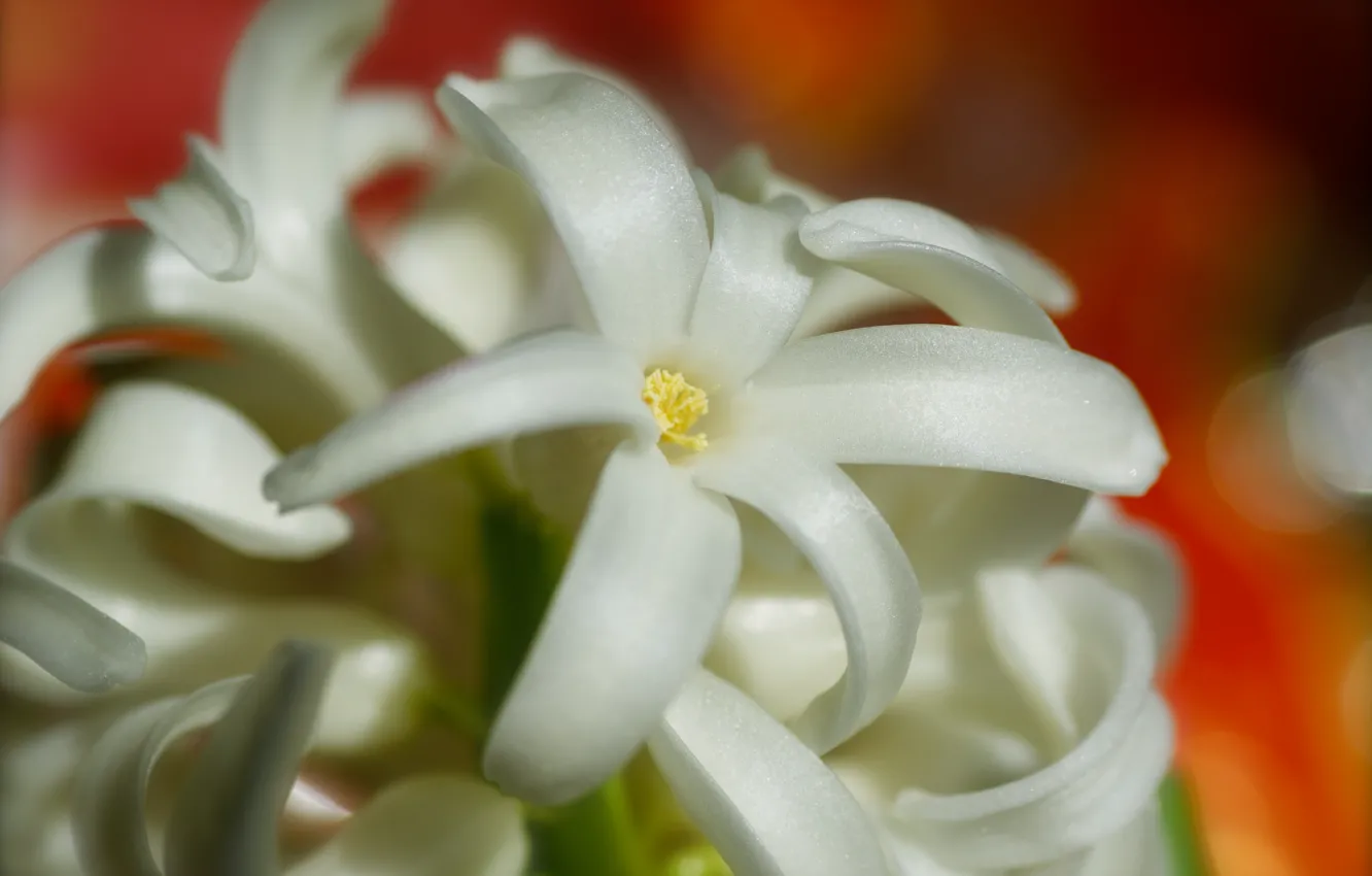 Photo wallpaper flowers, spring, petals, flowering, hyacinths