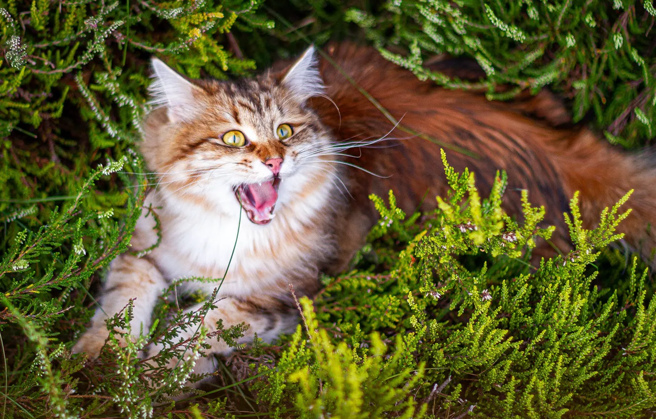 Photo wallpaper language, cat, cat, flowers, nature, thickets, mouth, lies