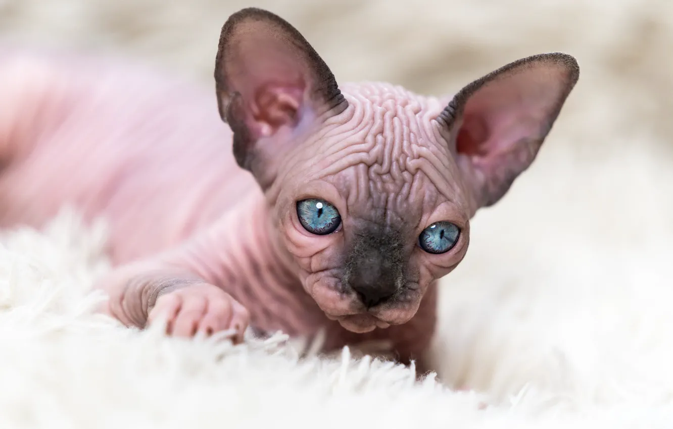 Photo wallpaper cat, look, kitty, portrait, fur, blue eyes, face, Sphinx
