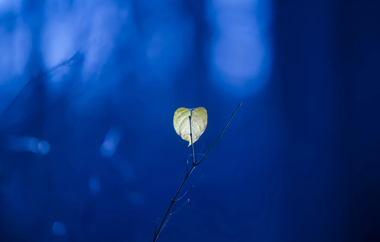Photo wallpaper leaves, branches, background, minimalism