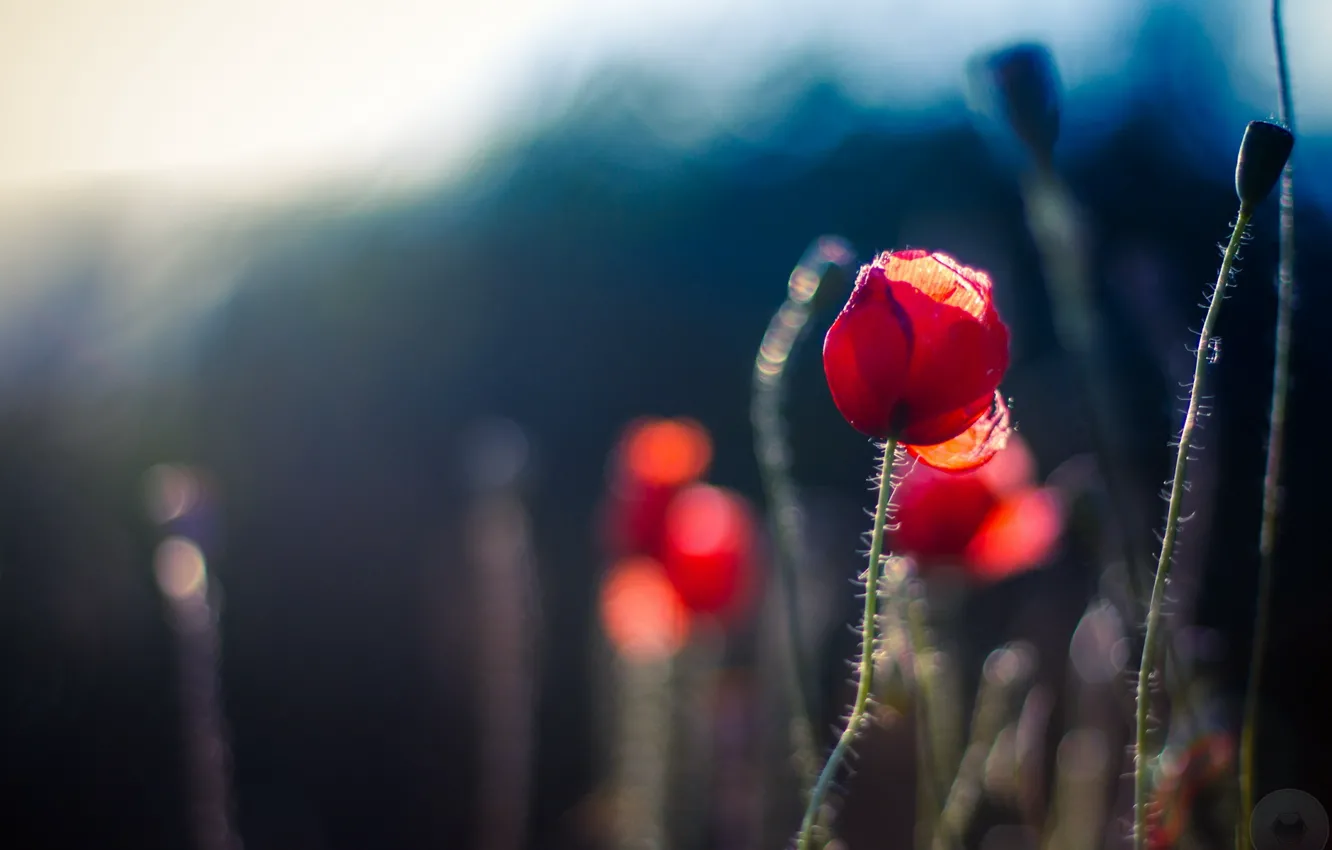 Photo wallpaper summer, nature, Maki