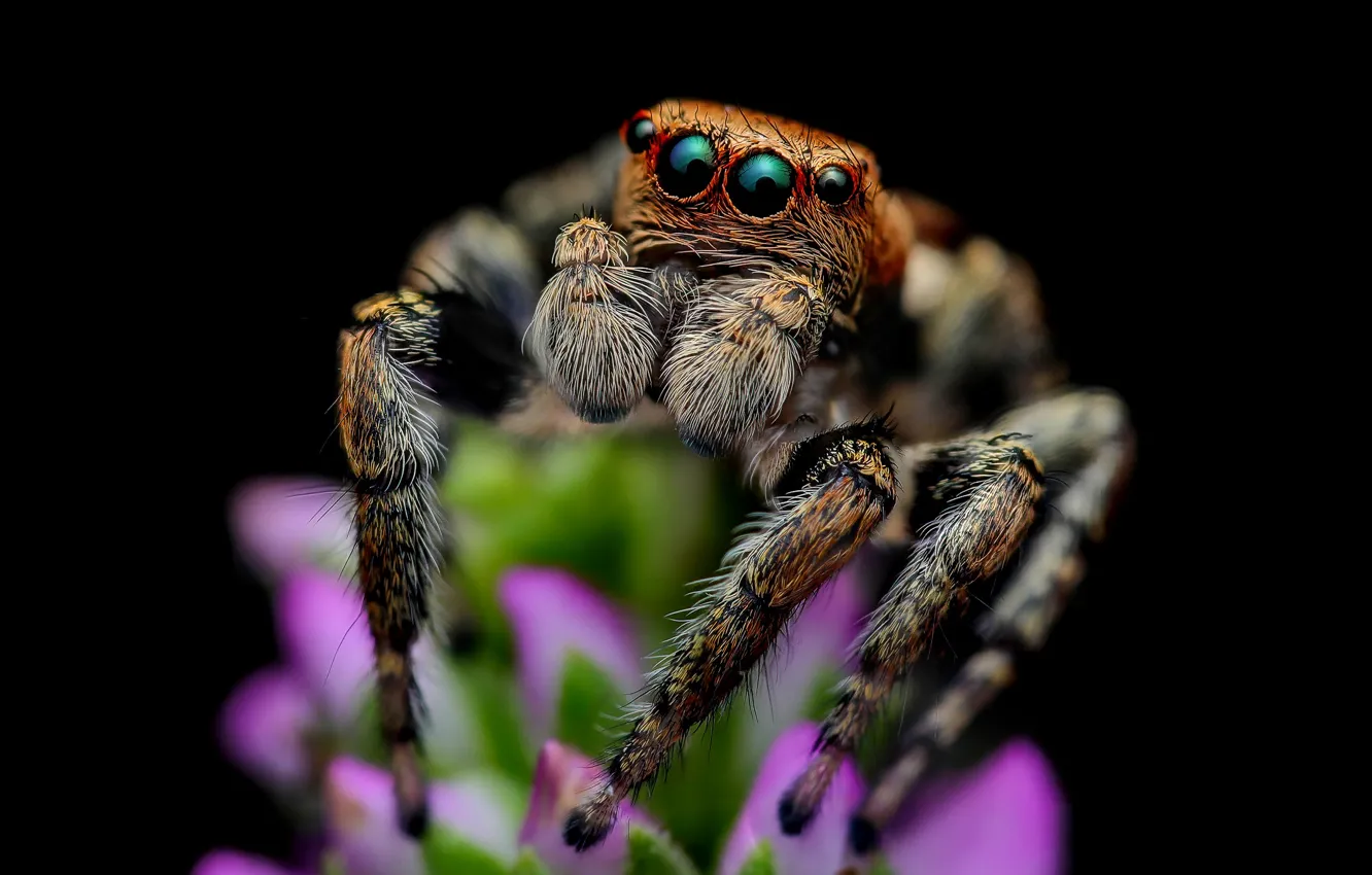 Photo wallpaper look, macro, flowers, pose, spider, black background, bokeh, jumper
