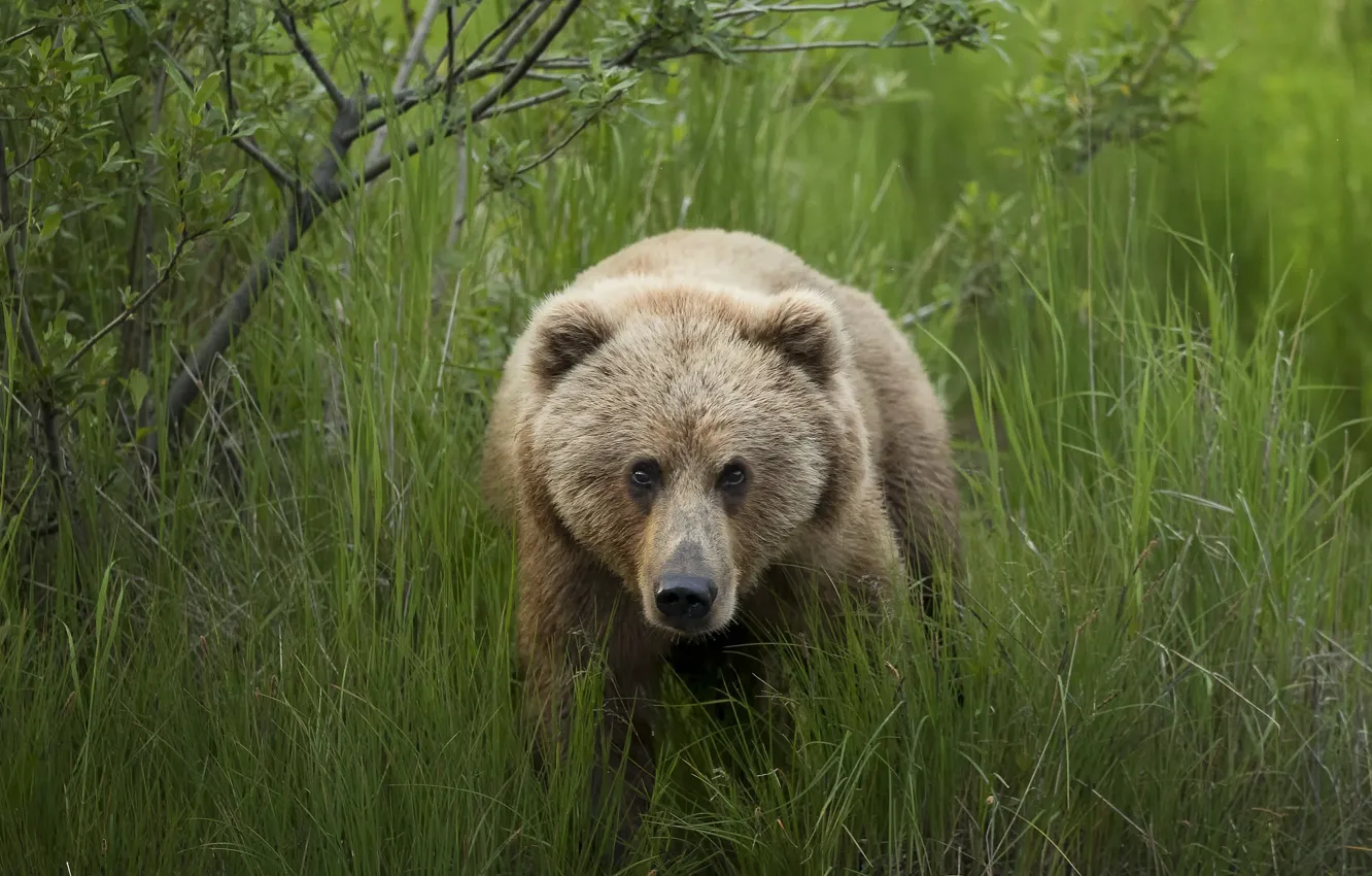 Photo wallpaper nature, background, bear