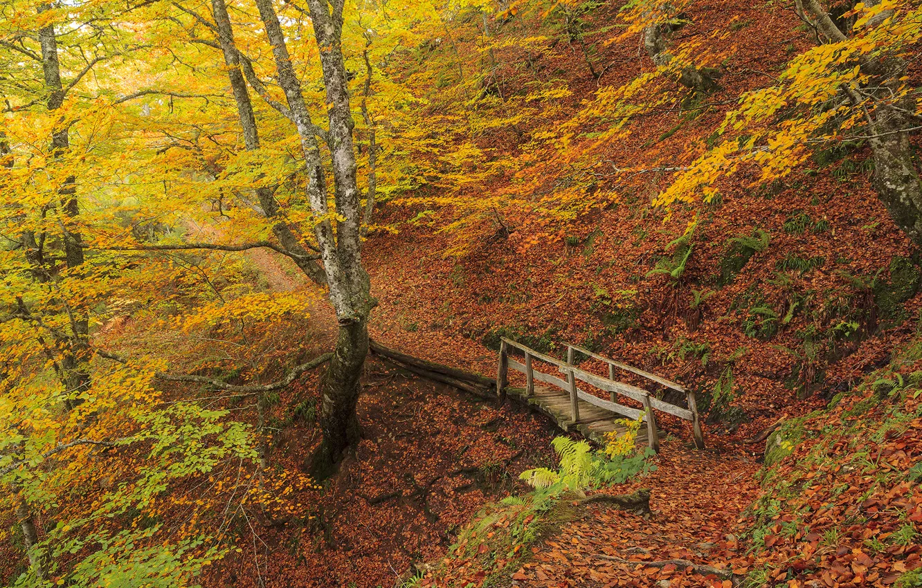 Photo wallpaper autumn, forest, trees, foliage, beautiful, the ravine, the bridge, autumn forest