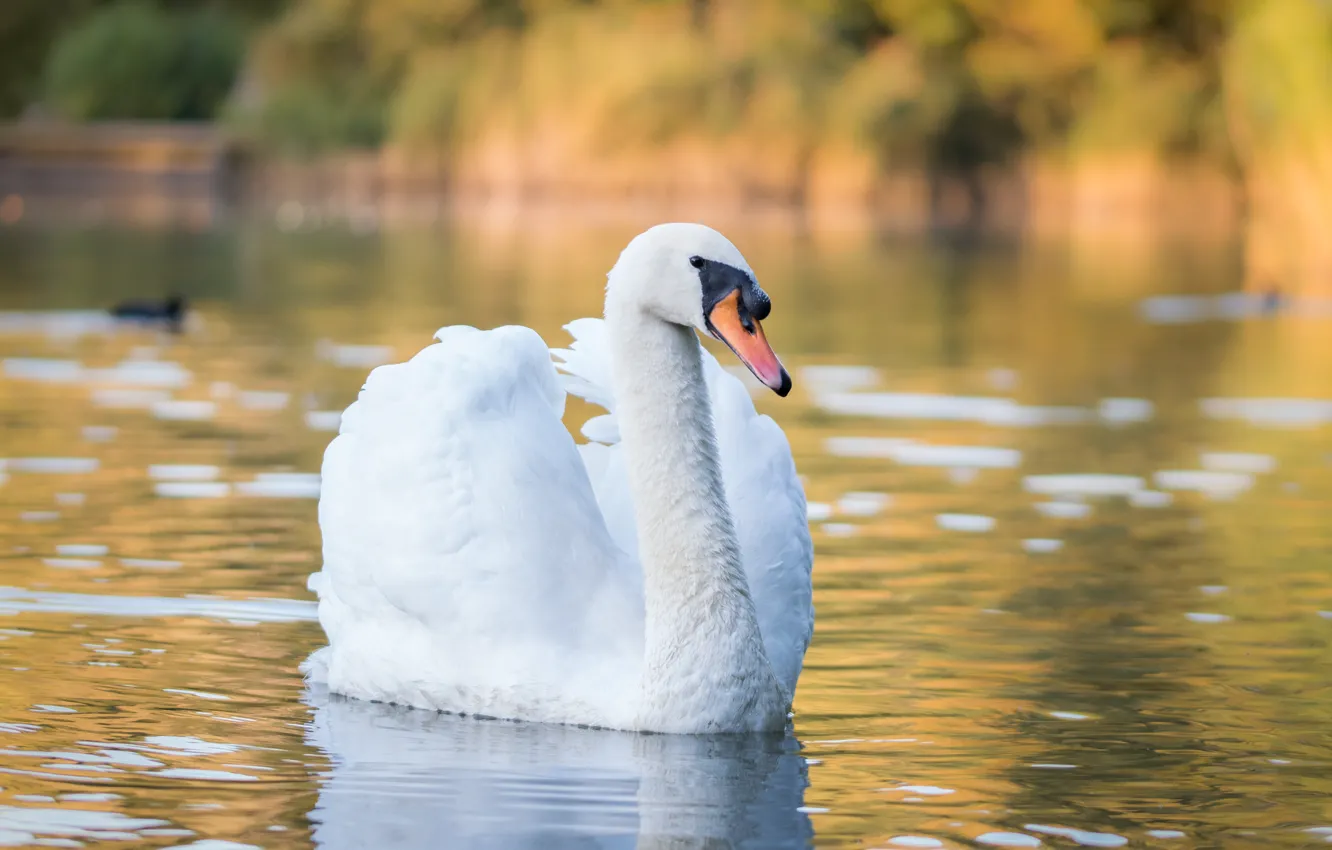 Photo wallpaper white, water, bird, shore, swans, pond, swimming, bokeh