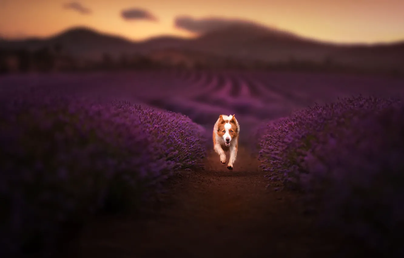 Photo wallpaper dog, running, lavender